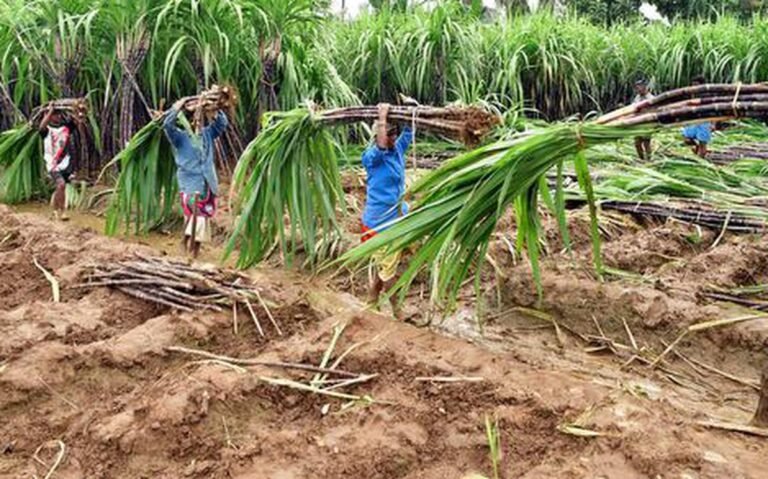 यूपी की ‘बिस्मिल’ गन्ने की किस्म को चार अन्य राज्यों में खेती के लिए मिली मंजूरी