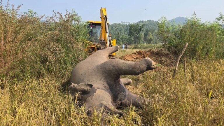 बहराइच के कतर्नियाघाट जंगल में एक हाथी मृत मिला