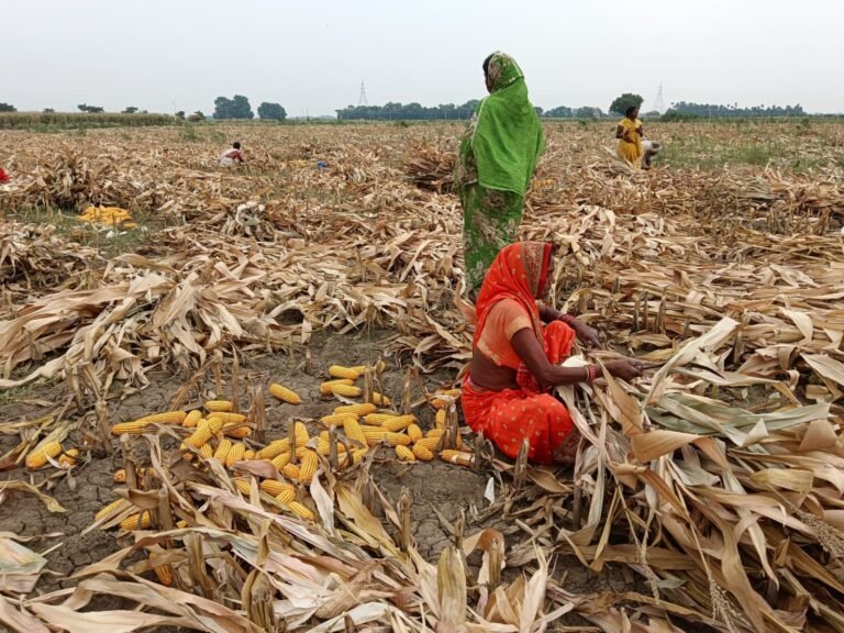 बेमौसम बरसात से बढ़ी सर्दी, शिवपुरी-मुरैना में बारिश से फसलों मक्के की फसल हुई गीली