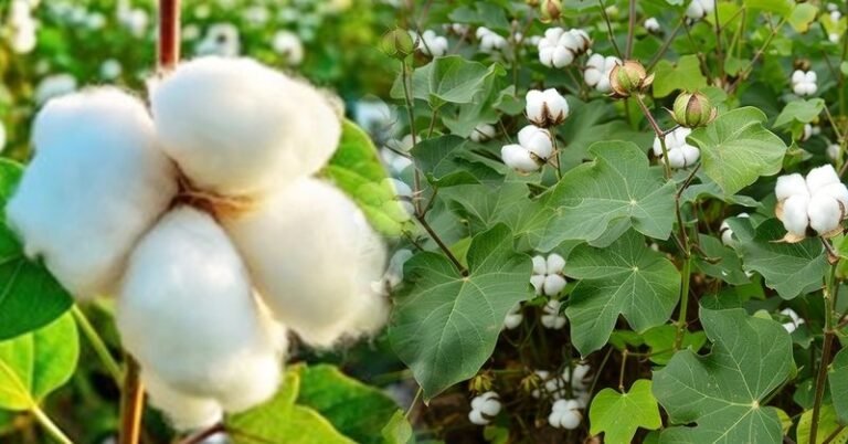 बढ़ती लागत, मशीनीकरण की कमी की वजह से कपास की खेती से दूर हो रहे हैं महाराष्ट्र के किसान